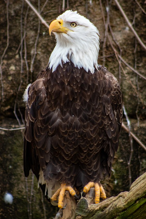 The eagle in winter. Learn more about them on one of the Delaware Highlands Conservancy's bus tours.